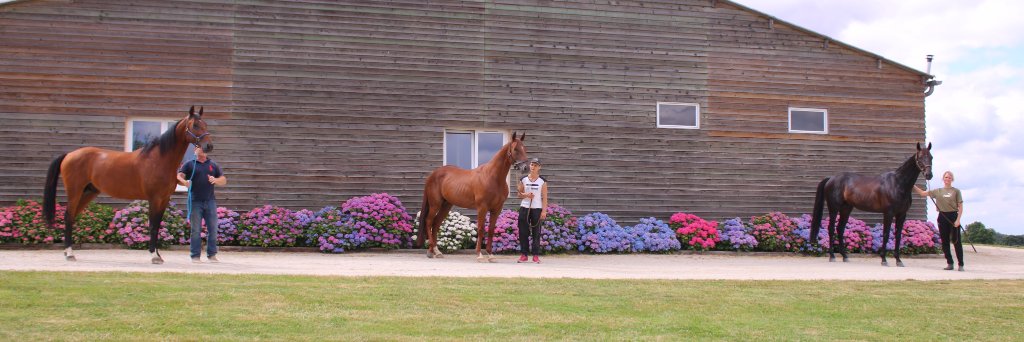 Haras De Sassy banner