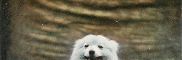 fajaradit Profile Banner