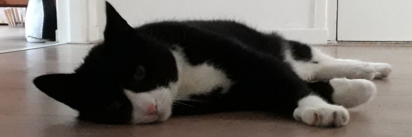 Monica Abspoel banner