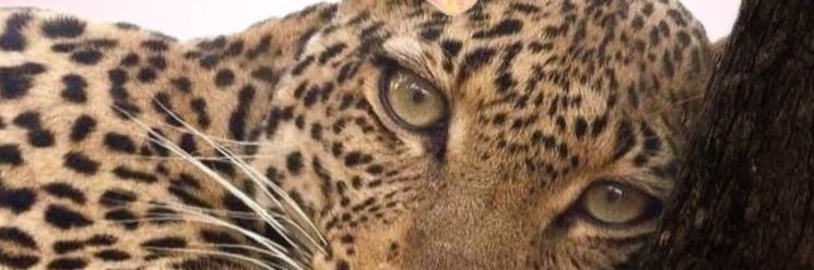 KaroliniAndrade's profile banner image