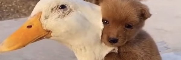 katkun_ Profile Banner