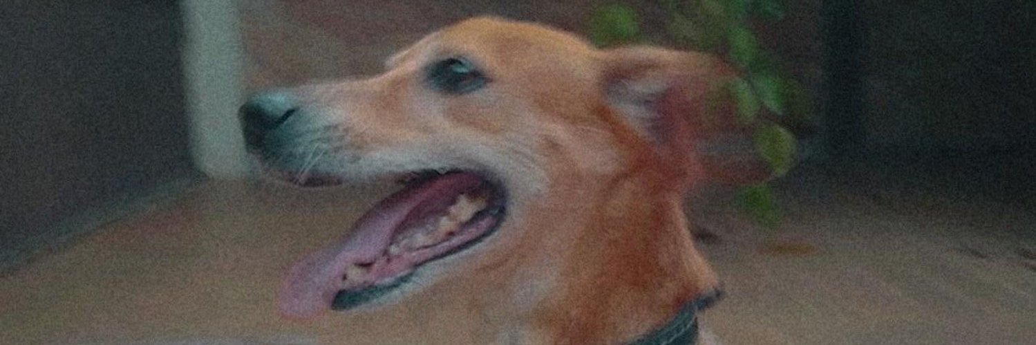 Luccaa___'s profile banner image