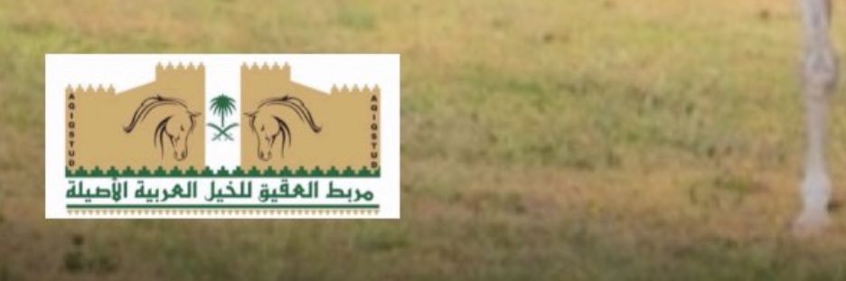 مربط العقيق للخيل العربية الأصيلة banner