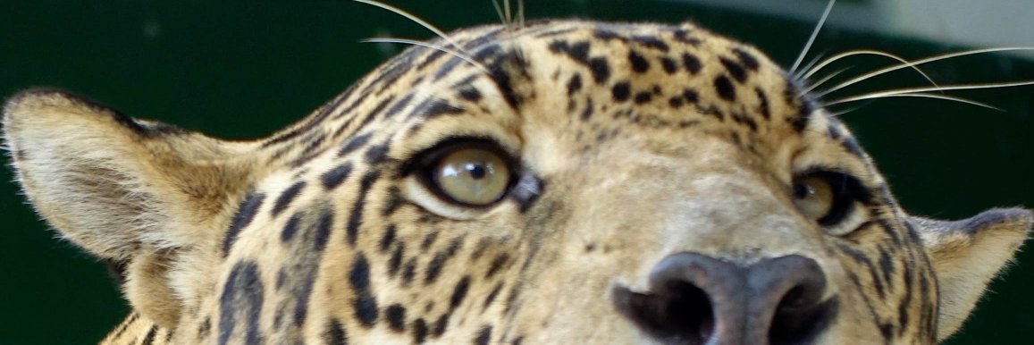 Science4Brazil's profile banner image