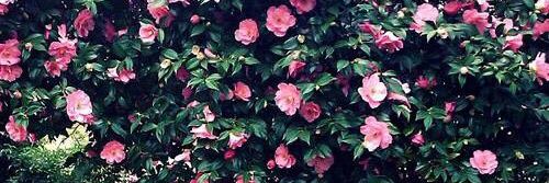 sherlysun's profile banner image