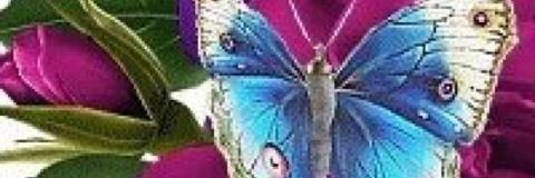 raregold2's profile banner image