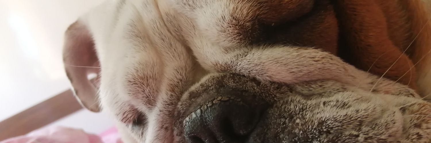 cunonder's profile banner image