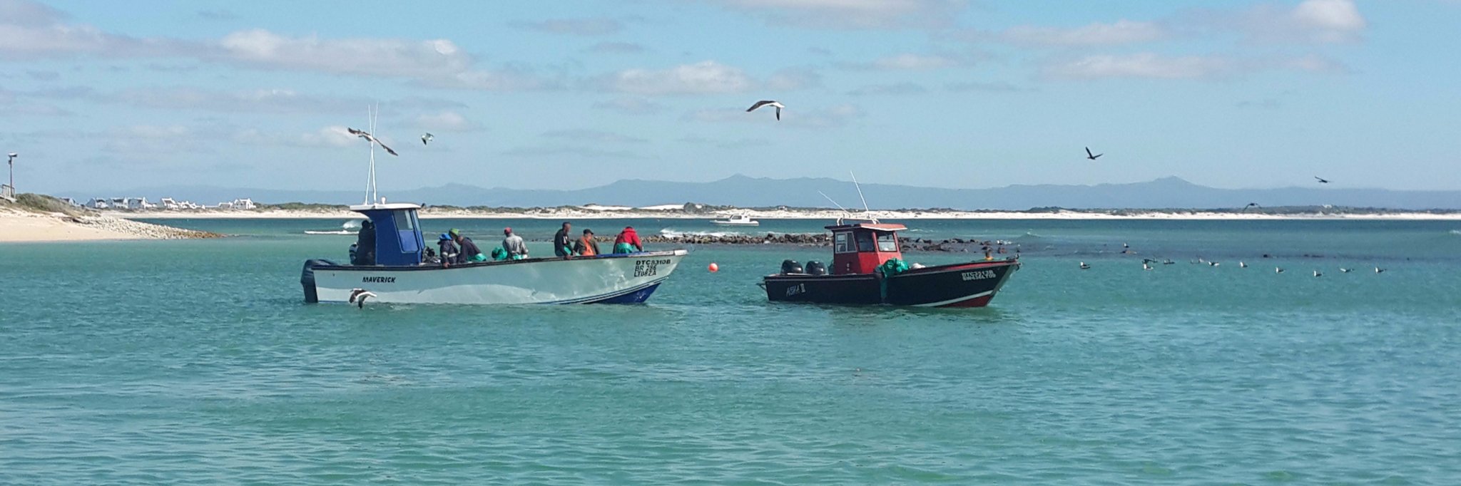 struisfish's profile banner image