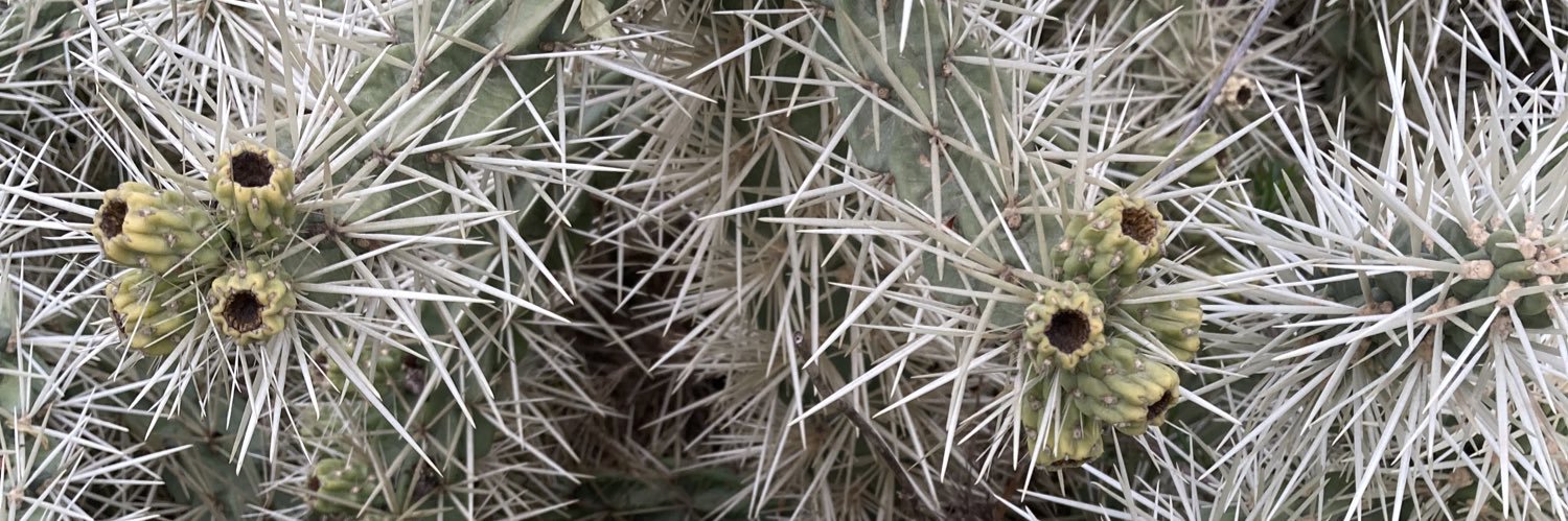 pelillosdepunta's profile banner image
