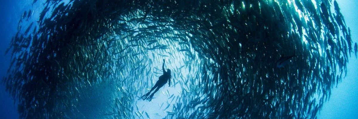 sonifish's profile banner image