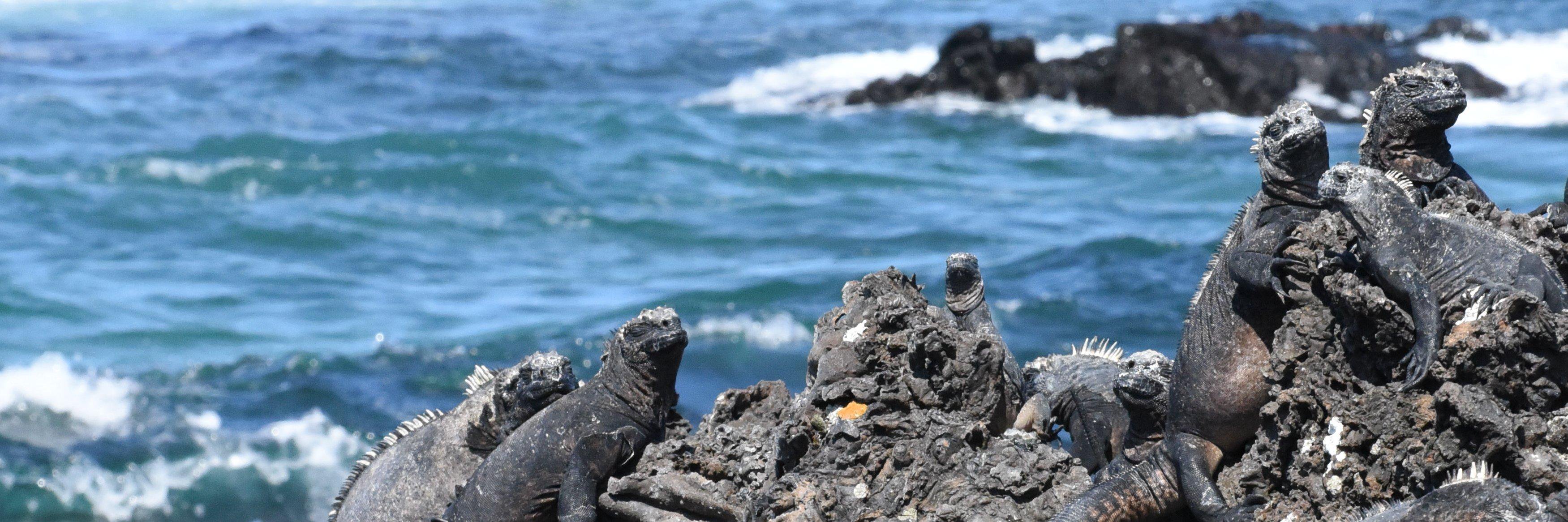 Downes @Downes@mastodon.social banner