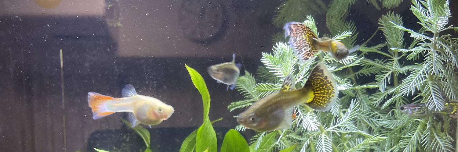 ふみつぐ@利益を残すプロ banner