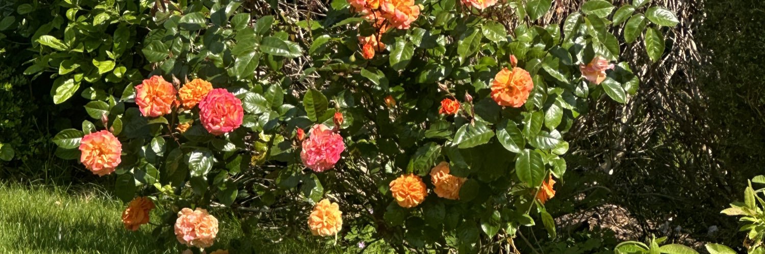 Prof. Dalia M Dawoud banner