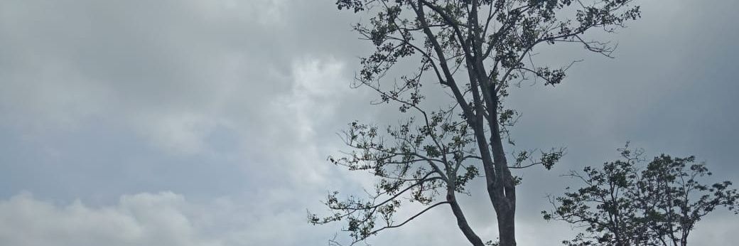 sipalingLEO banner