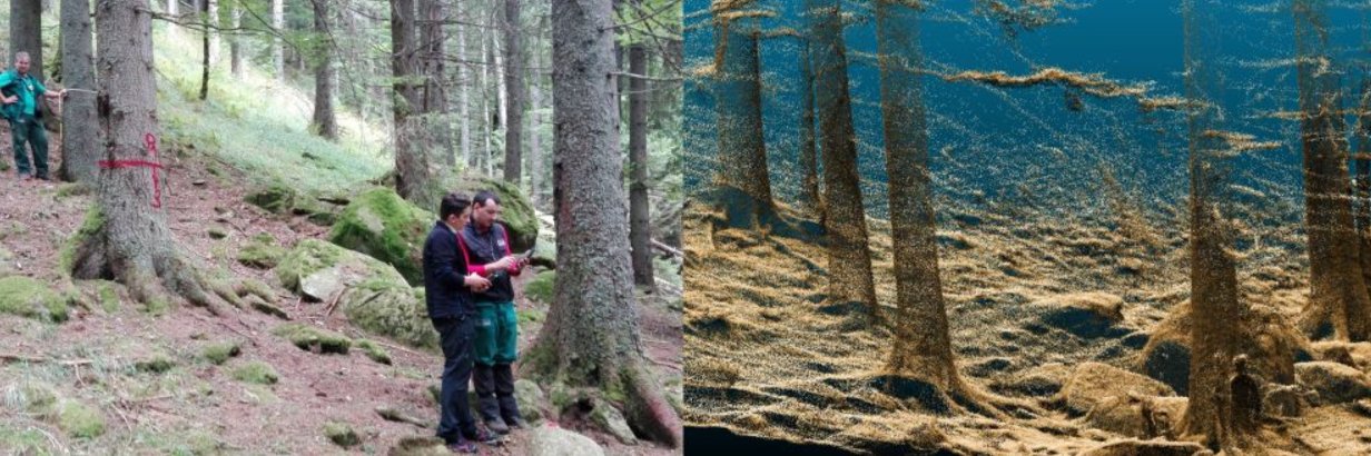 Forest Design SRL banner