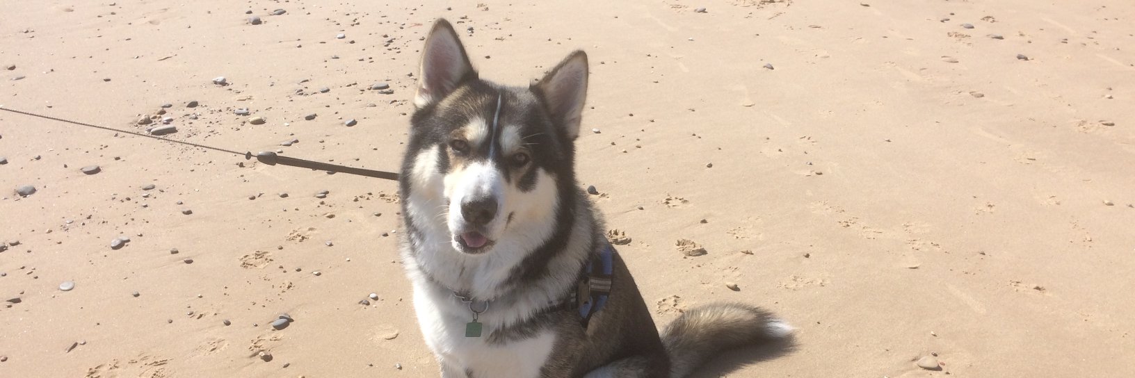 Andy's balance and polite , ish 🏴󠁧󠁢󠁥󠁮󠁧󠁿 banner