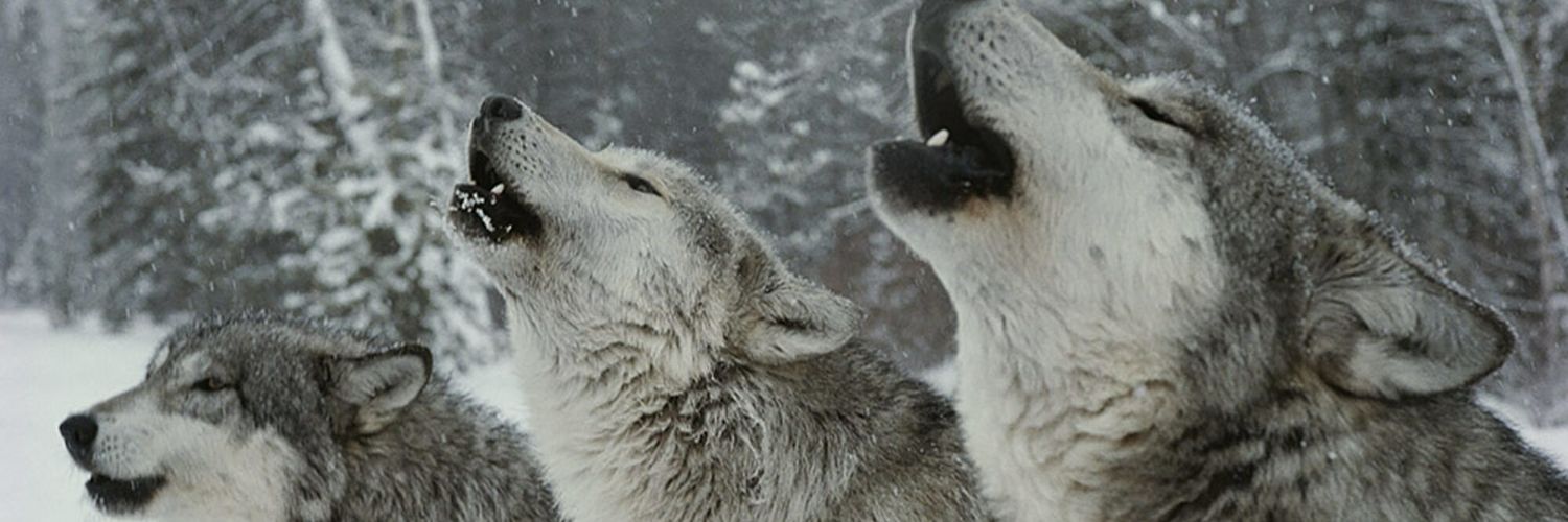 ratherbe301's profile banner image