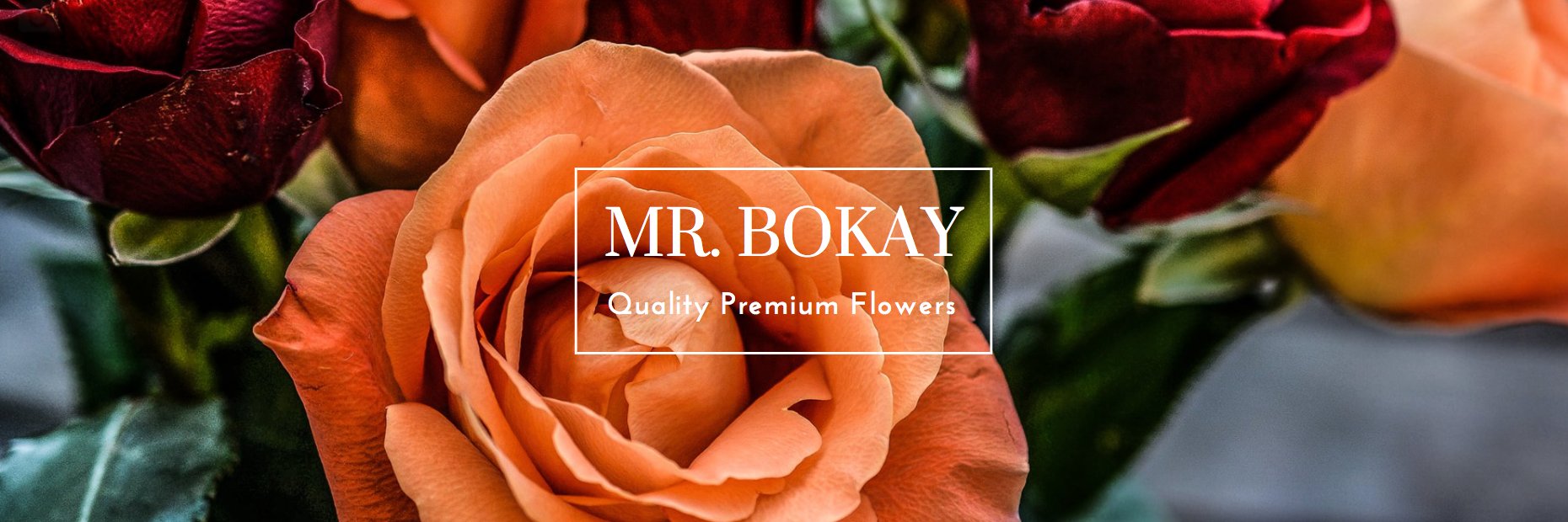 MrBokay's profile banner image