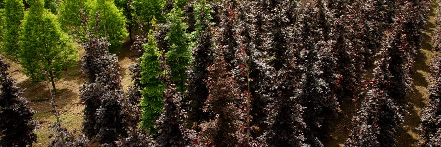 IrishTreeCentre's profile banner image