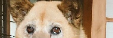 isimaru's profile banner image