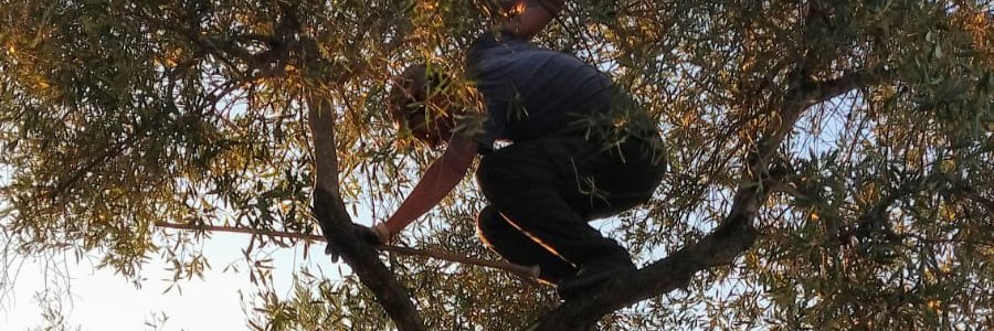 Vic_torpe2's profile banner image