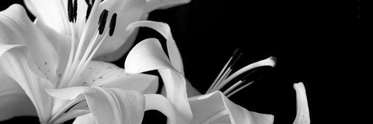 blackrosyme's profile banner image