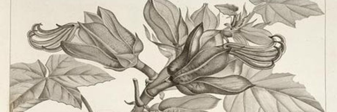 avidogloton's profile banner image