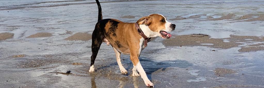 Dr Rowena Packer banner