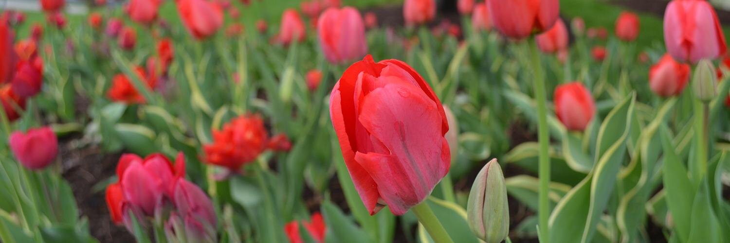 Engledow Group banner