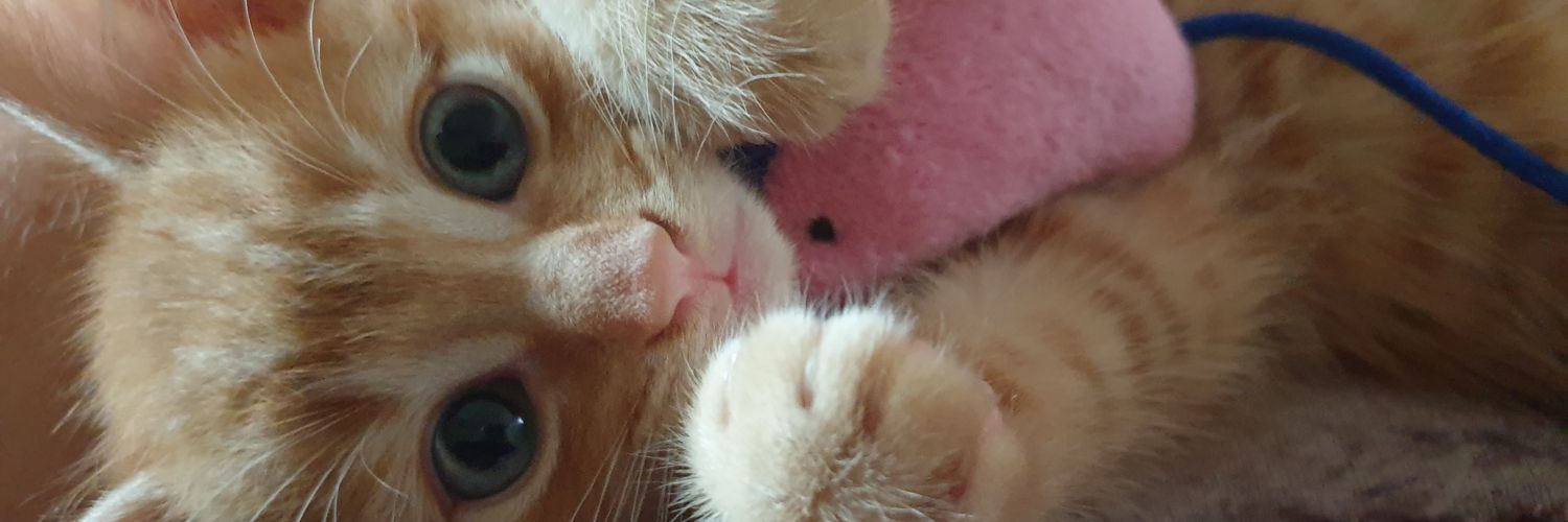 LightBlueBri's profile banner image
