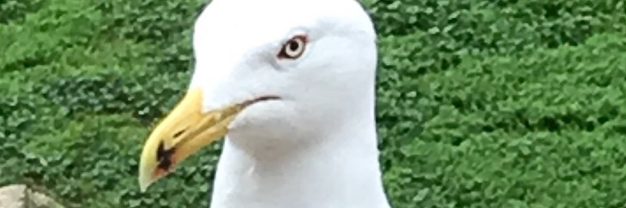 GOLI_MAT's profile banner image
