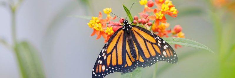 PauletteBostic's profile banner image