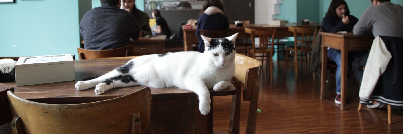 Crazy Cat Café banner