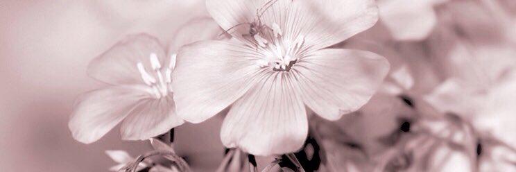 Robyn__Bell's profile banner image