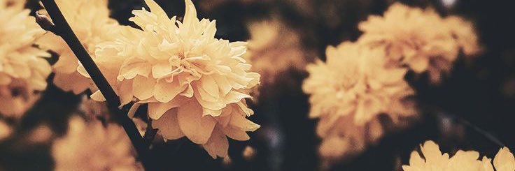 angeliamary's profile banner image