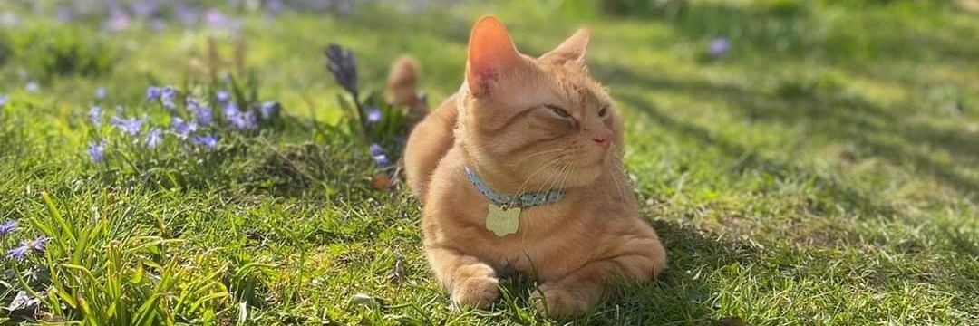 This Little Life Of Mine 🌱🌻🌿🌺 banner