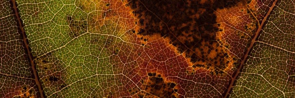 photokph1's profile banner image
