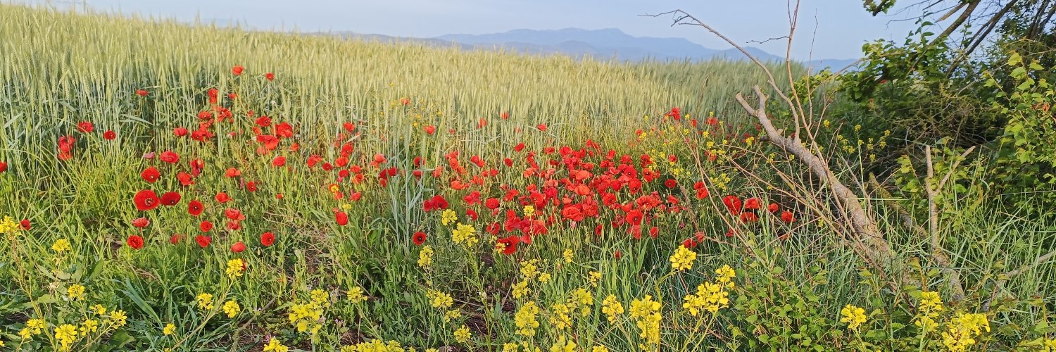 Margarida Falgàs🎗 banner