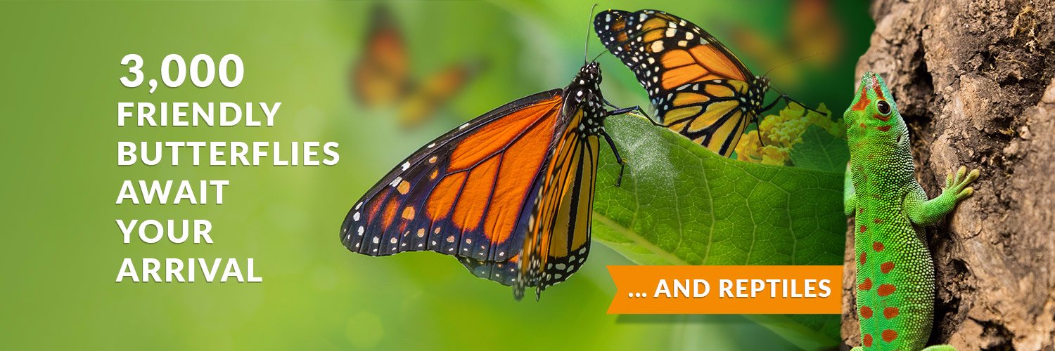 ButterflyLandAZ's profile banner image
