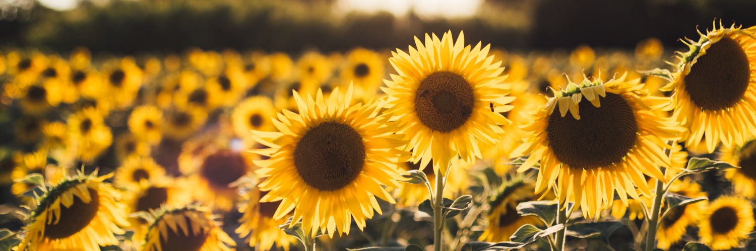 MissCassPaige's profile banner image