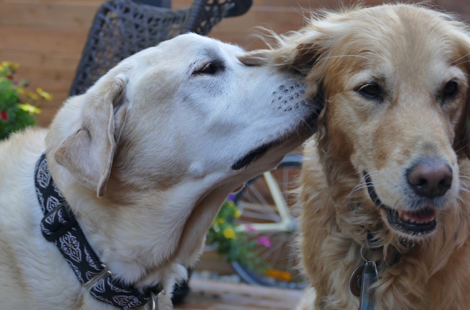 The Dot of Mr. Wyatt & Ms. Wynsome banner
