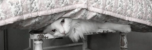 everamoreth Profile Banner