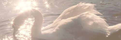 dana_74192's profile banner image
