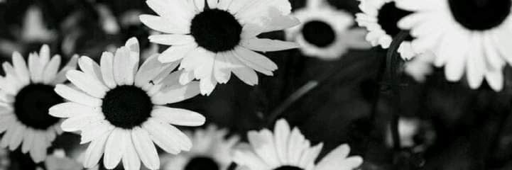 HormigaG63's profile banner image