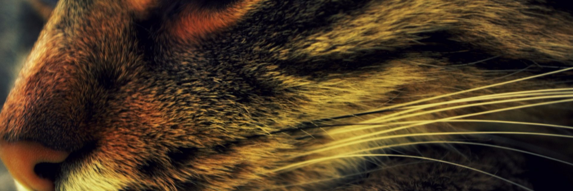 Ilona Garkaja banner