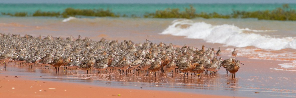 Broome Bird Observatory banner
