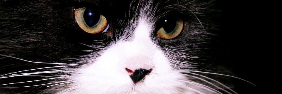 Shisasul's profile banner image