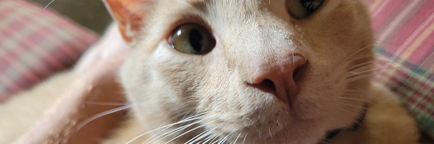 idkmadcorn's profile banner image