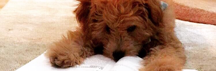 CharlieDogwin's profile banner image