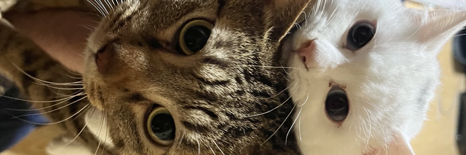 まぐにゃん🐱💜 banner
